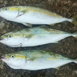 初めての場所で青物連発