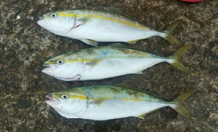 初めての場所で青物連発