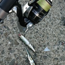 追うものと追われるもの