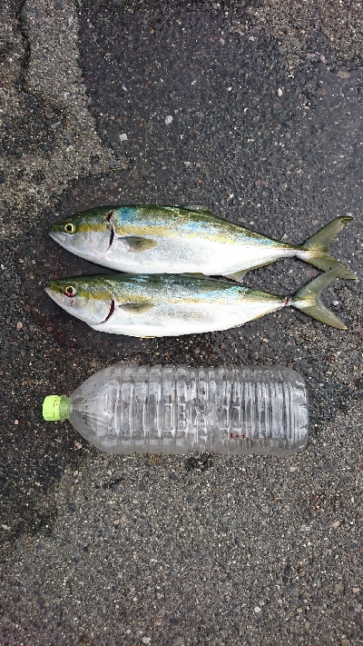 サイズアップしてきました！