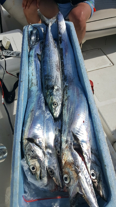 2019 須磨沖 タチウオ調査①