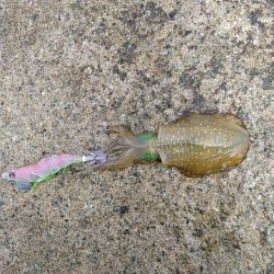 初めてゼブラが活躍したエギング