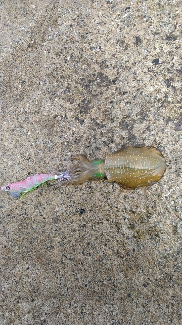 初めてゼブラが活躍したエギング