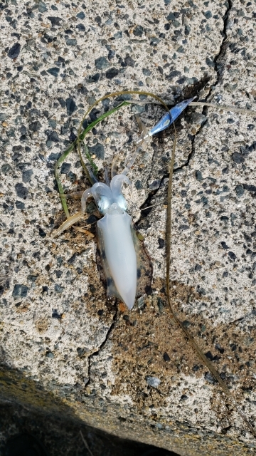 エギング４回目ですが