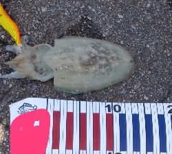 エギングとショアジギング