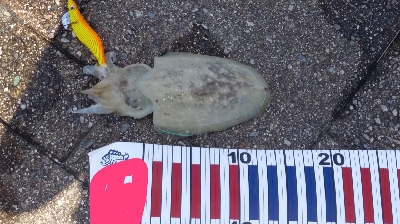 エギングとショアジギング