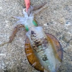 寝過ぎたけどたぶん関係なかったエギング