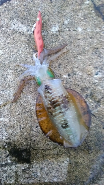 寝過ぎたけどたぶん関係なかったエギング