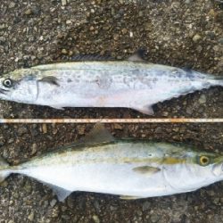 プチ青物祭り開催