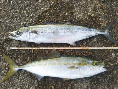 プチ青物祭り開催