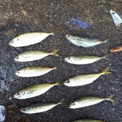 アジの入れ食い！！！！やはり、ボウズのがれは鉄板！！！！！！