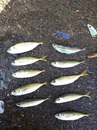 アジの入れ食い！！！！やはり、ボウズのがれ…