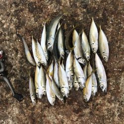 アジサバサヨリ