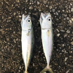 サビキも不調(°_°)