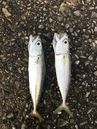 サビキも不調(°_°)