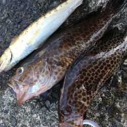 オオモンハンター