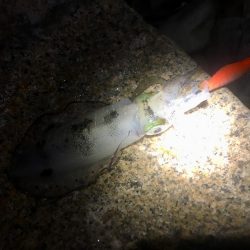 エギングウィークエンド!