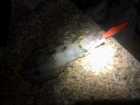 エギングウィークエンド!