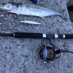 タチウオ不 青物良