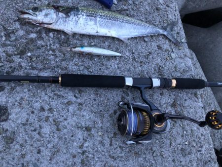 タチウオ不 青物良