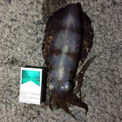 坂出周辺にて秋アオリイカ釣れました