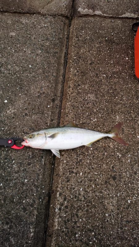 ツバス～ハマチ