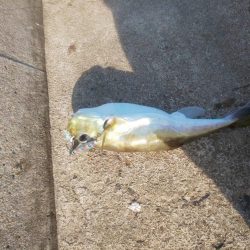 サバフグの果てに