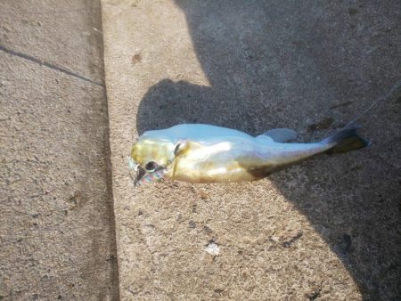 サバフグの果てに