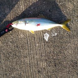 やっぱりツバス