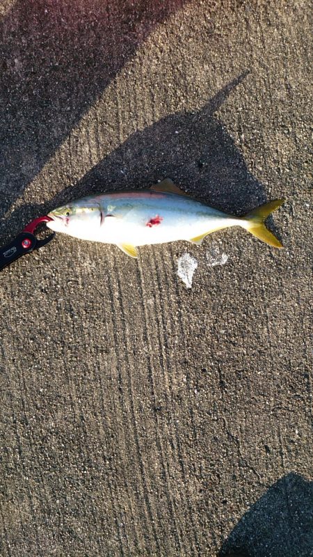 やっぱりツバス