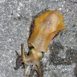 やっとアジが釣具店に、入荷!