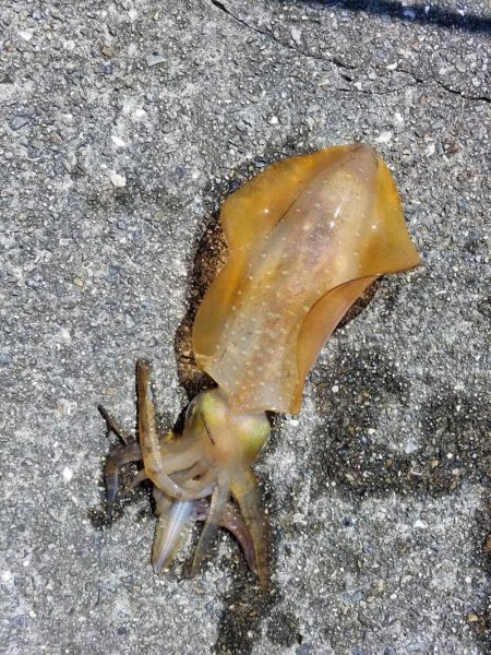 やっとアジが釣具店に、入荷!