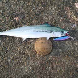 サゴシだけど…