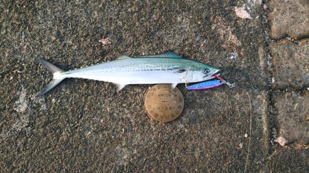 サゴシだけど…