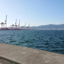 ポーアイ沖タチウオ