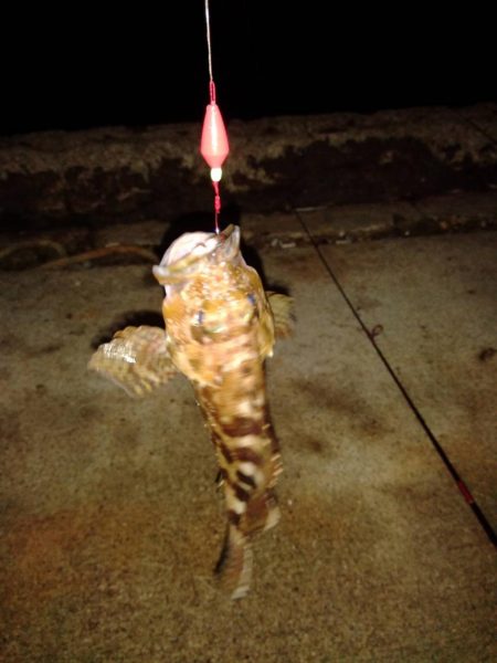 ブラクリ釣り（エギング）