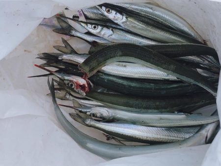 さより好調(小さめです)