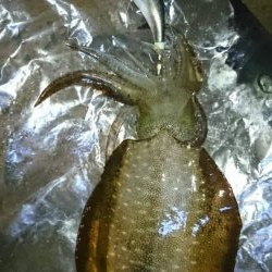 2019年初!宮津でアオリイカ