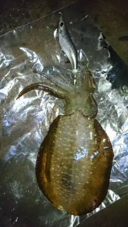 2019年初!宮津でアオリイカ