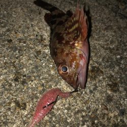 ロックフィッシュ