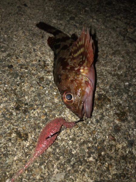 ロックフィッシュ