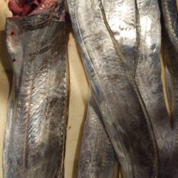 タチウオ求めて