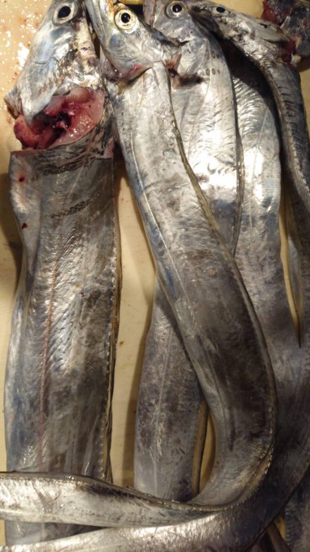 タチウオ求めて