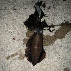 イカ調査今年３回目！