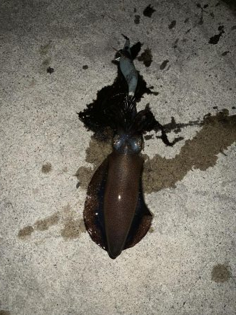 イカ調査今年３回目！