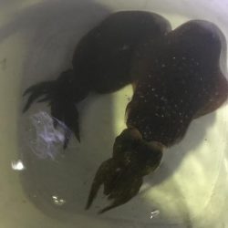 夜のアオリイカ