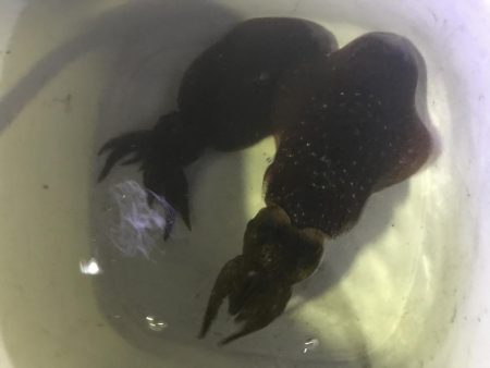 夜のアオリイカ