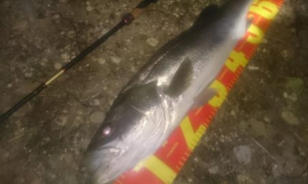 円山川シーバス