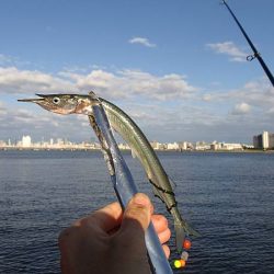 淀川でサヨリ釣り