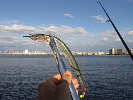 淀川でサヨリ釣り